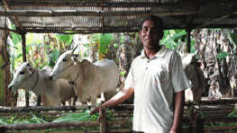 Livestock Forages in Cambodia